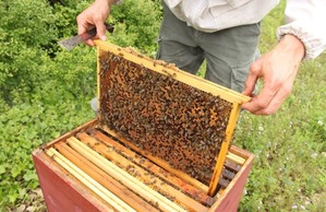 Déclaration des ruches