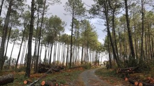 Travaux en forêt communale