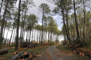 Travaux en forêt communale